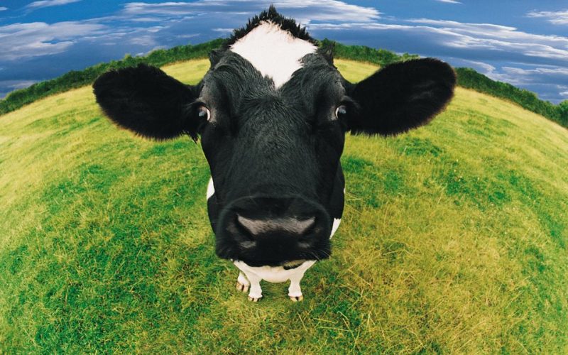 Limavady Show 20th July 2019